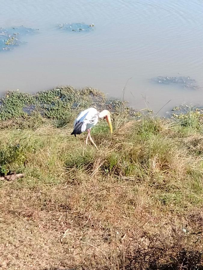 Nice View Safari Villa 达瓦拉维 外观 照片