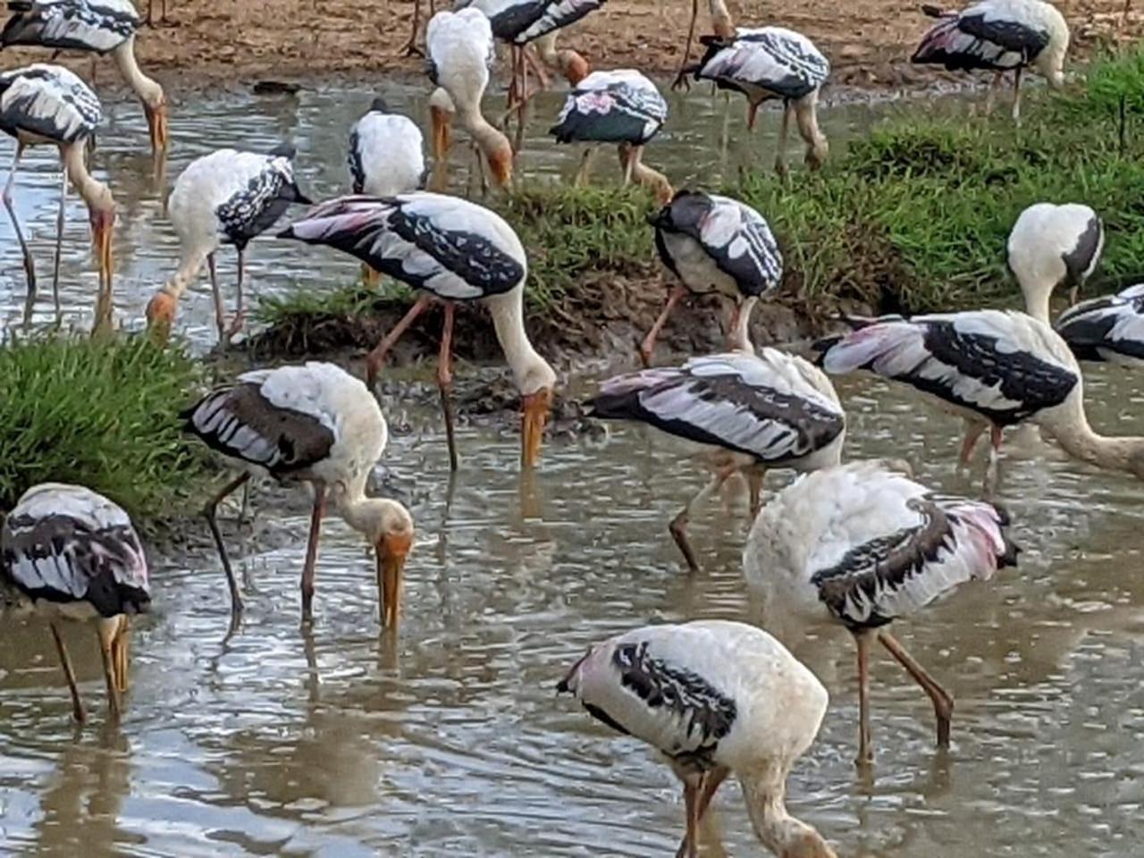 Nice View Safari Villa 达瓦拉维 外观 照片