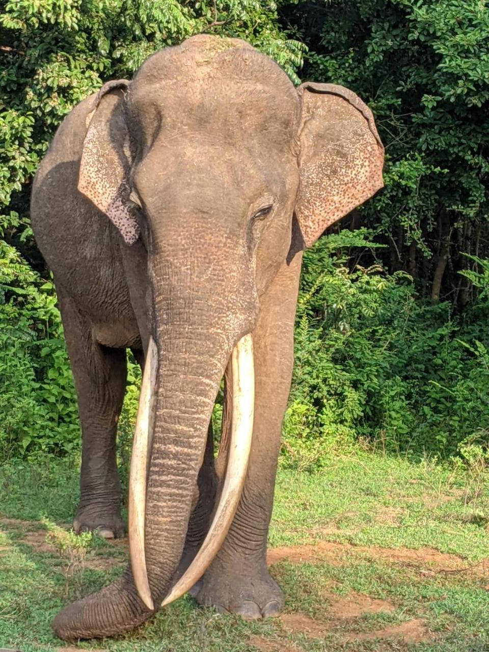 Nice View Safari Villa 达瓦拉维 外观 照片