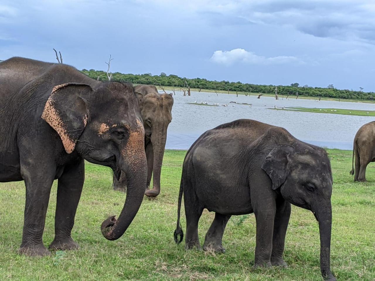 Nice View Safari Villa 达瓦拉维 外观 照片