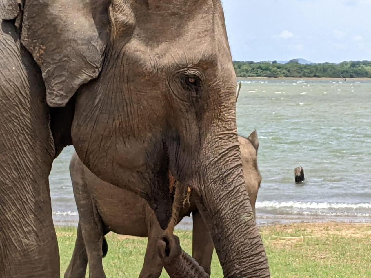 Nice View Safari Villa 达瓦拉维 外观 照片
