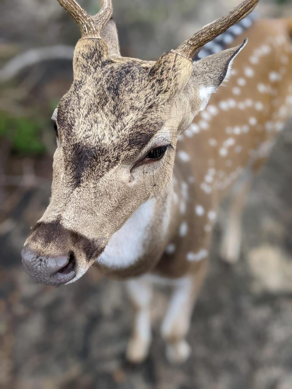 Nice View Safari Villa 达瓦拉维 外观 照片