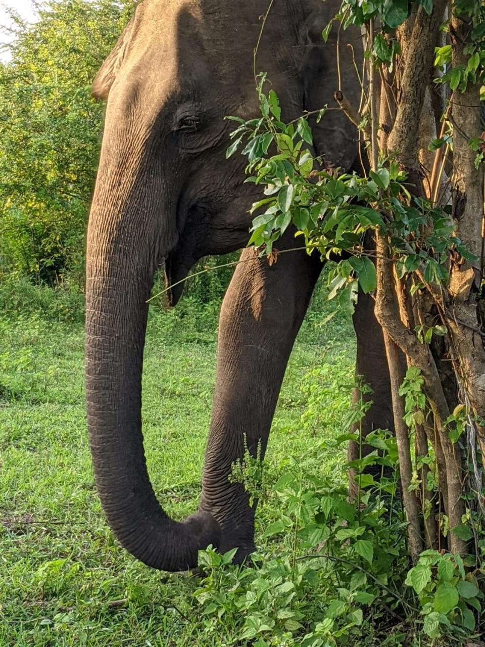 Nice View Safari Villa 达瓦拉维 外观 照片